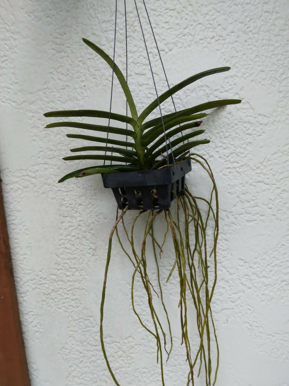 Vanda Ascocentrum miniatum
