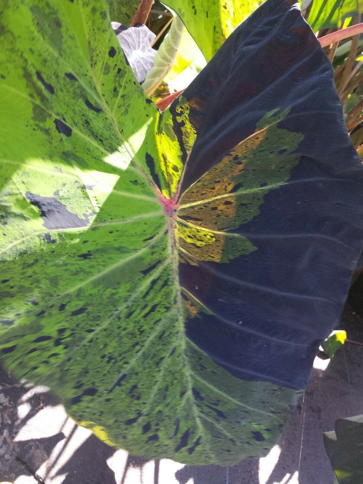 Colocasia escuenta Mojito Elephant Ear