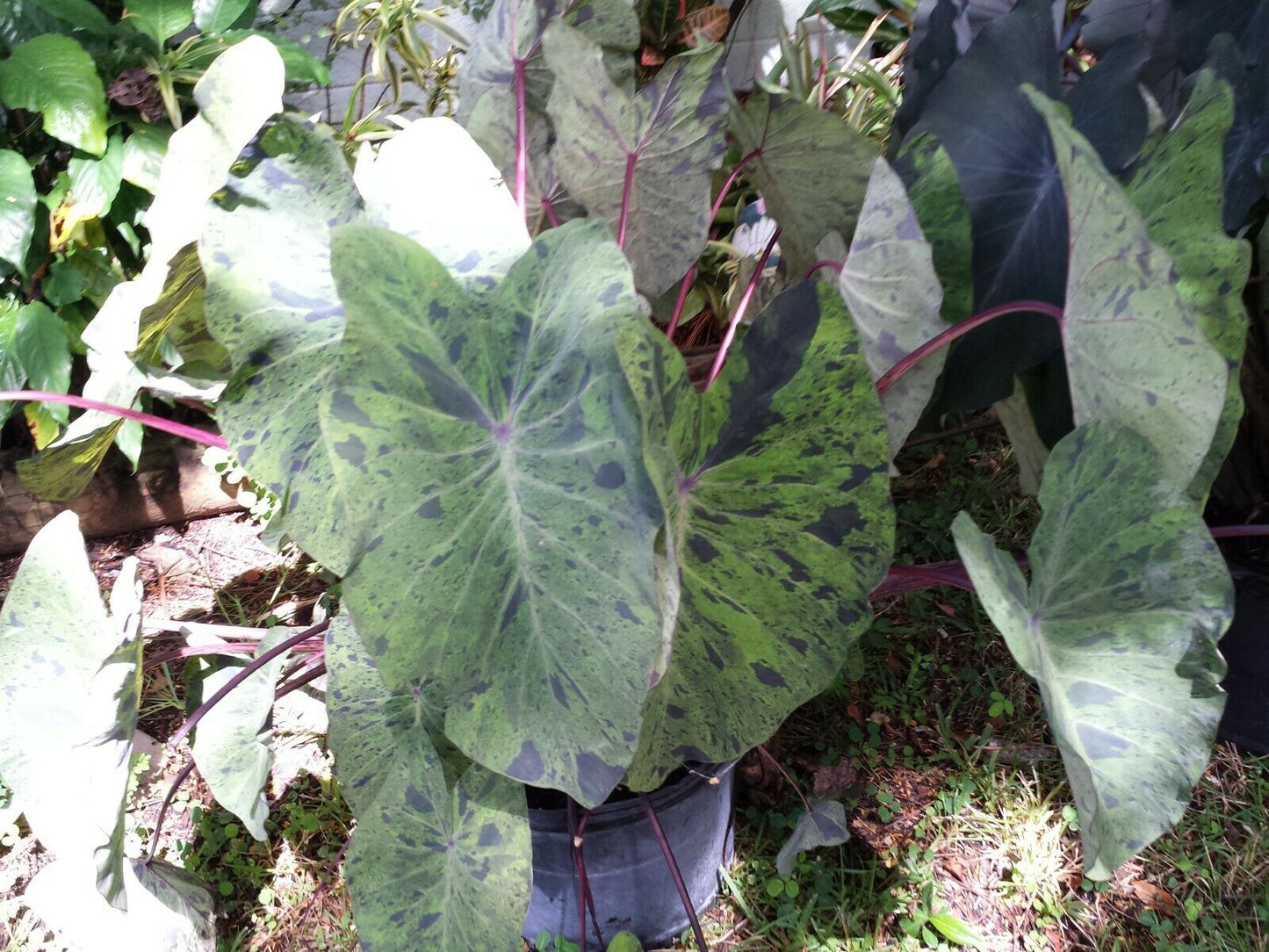 Colocasia escuenta Mojito Elephant Ear