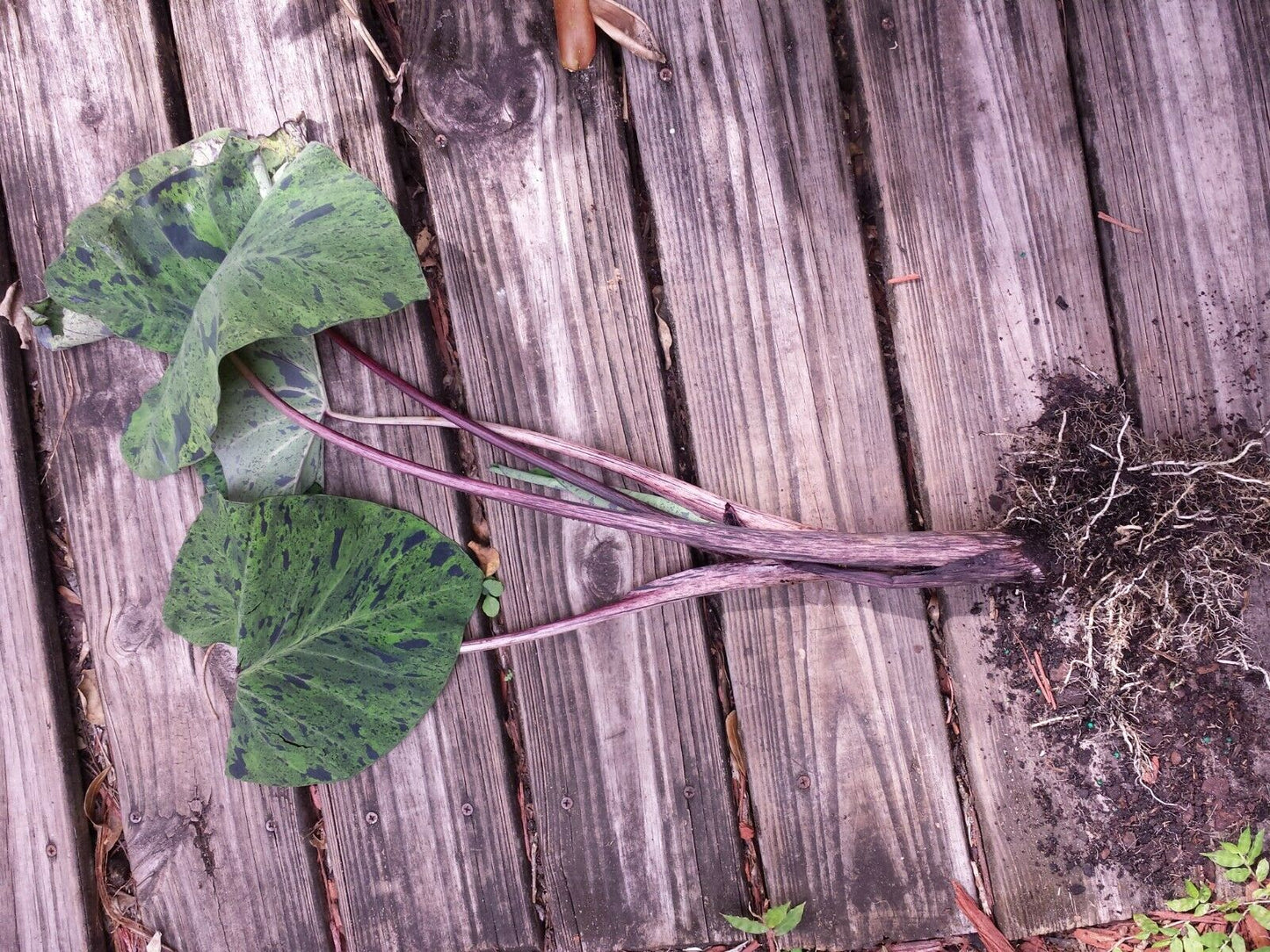 Colocasia escuenta Mojito Elephant Ear