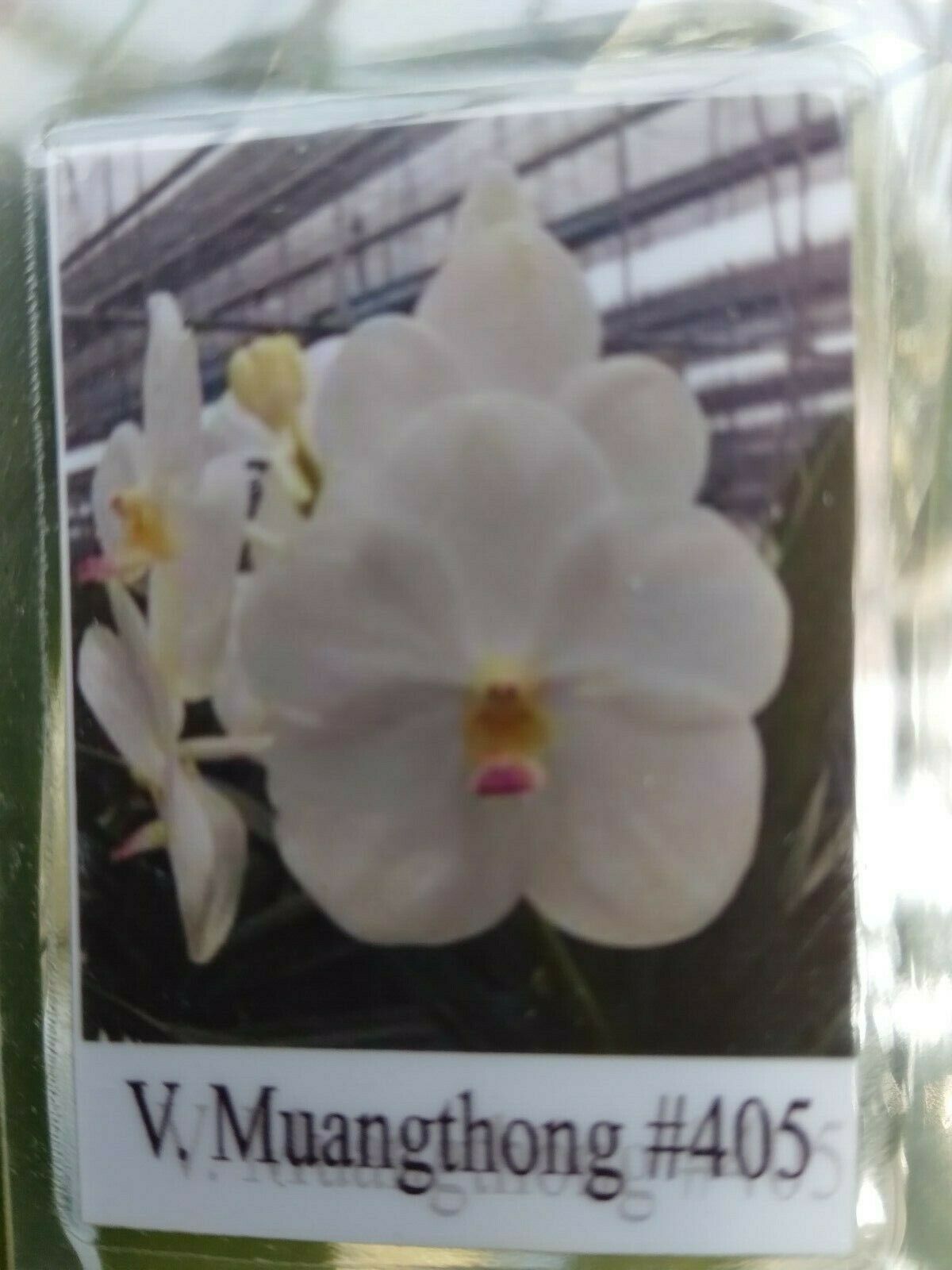Vanda Muang Thong White