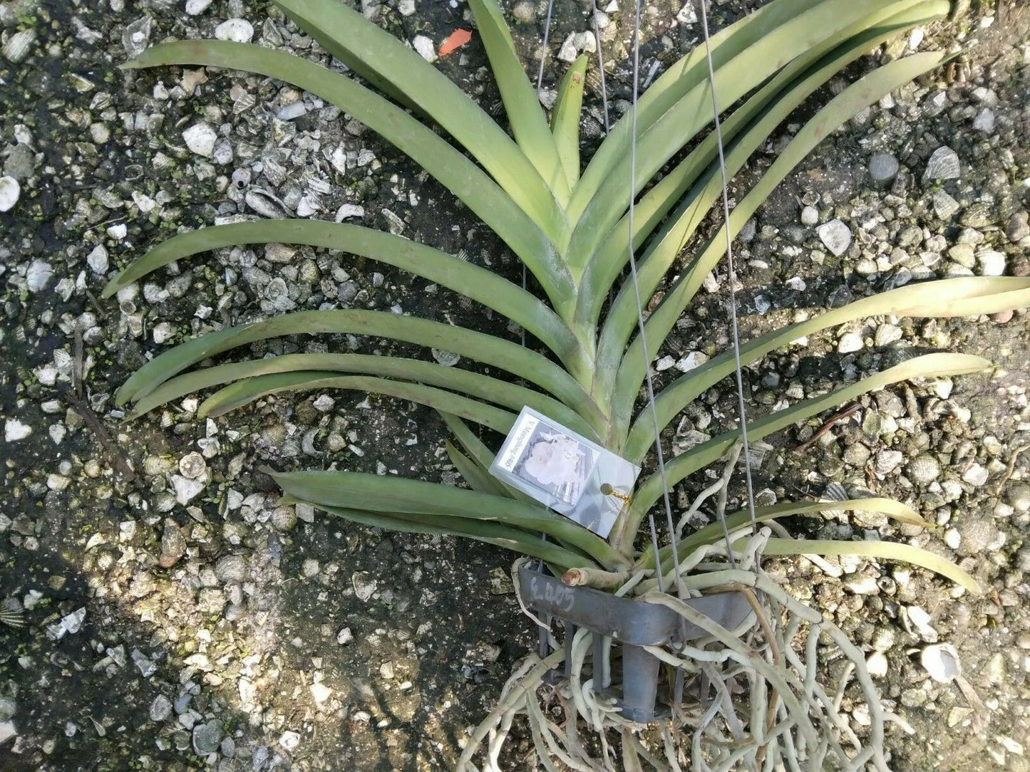 Vanda Muang Thong White