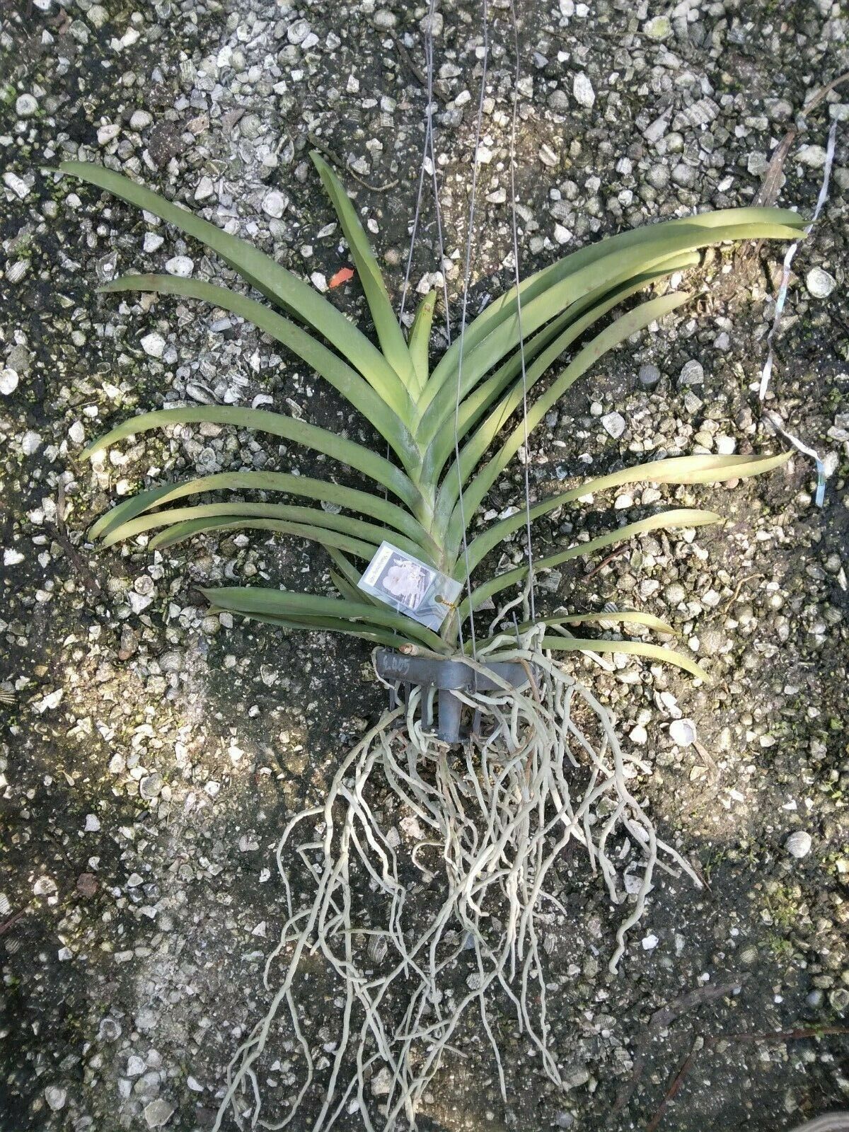 Vanda Muang Thong White