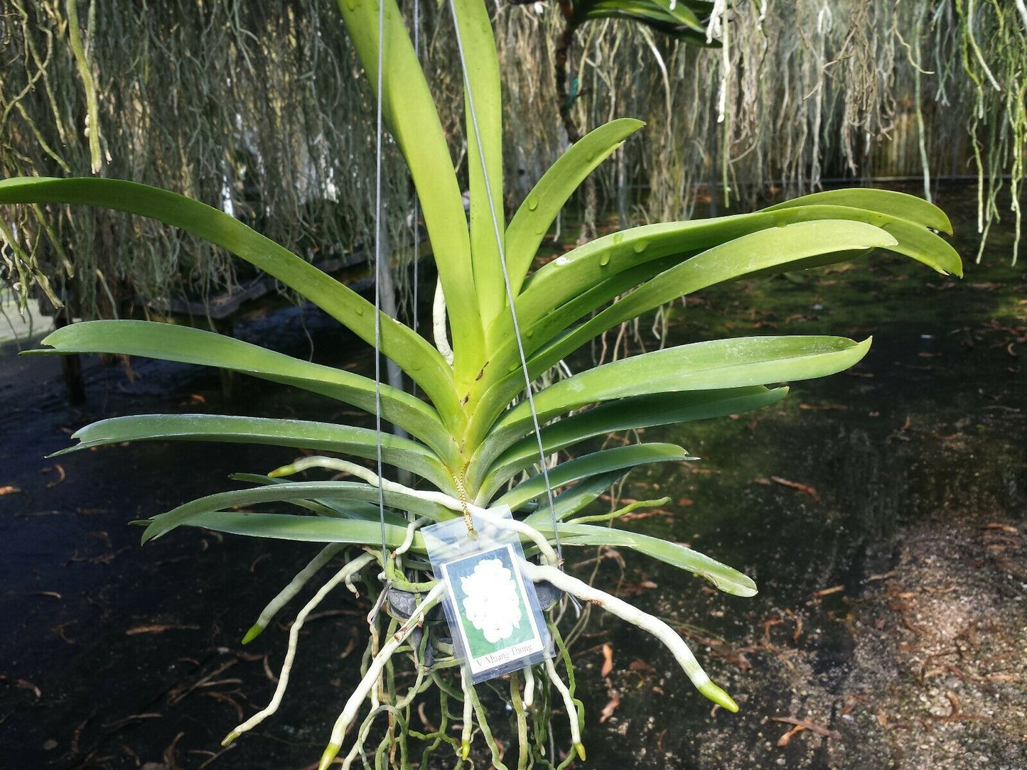 Vanda Muang Thong White