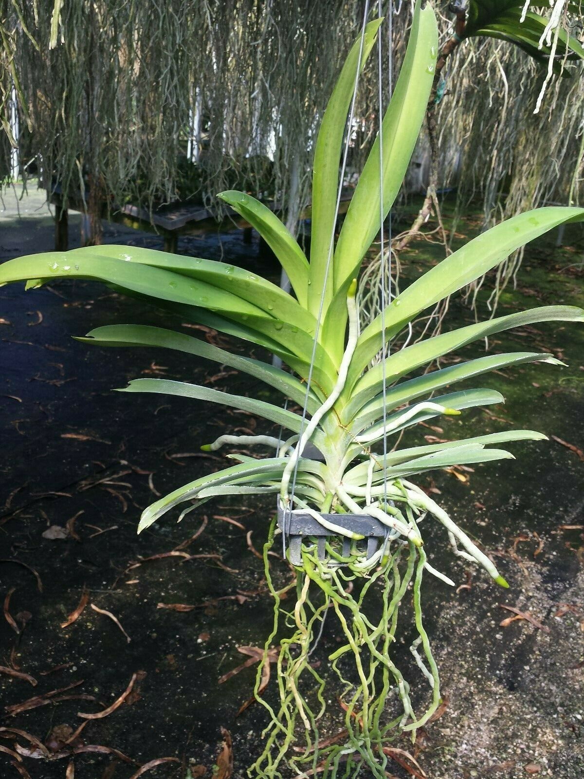 Vanda Muang Thong White