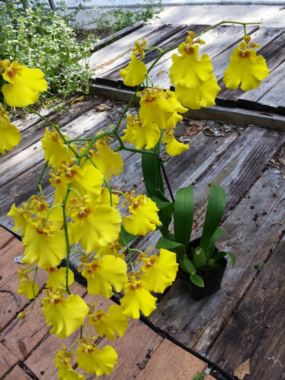 Oncidium Dancing Lady