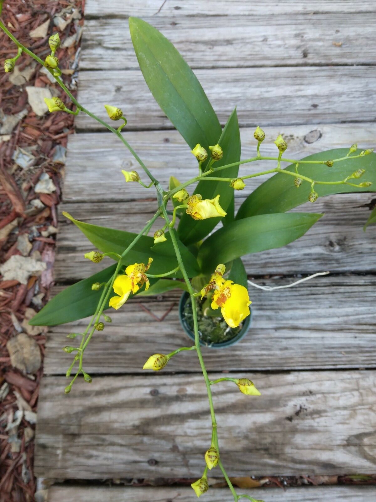 Oncidium Dancing Lady