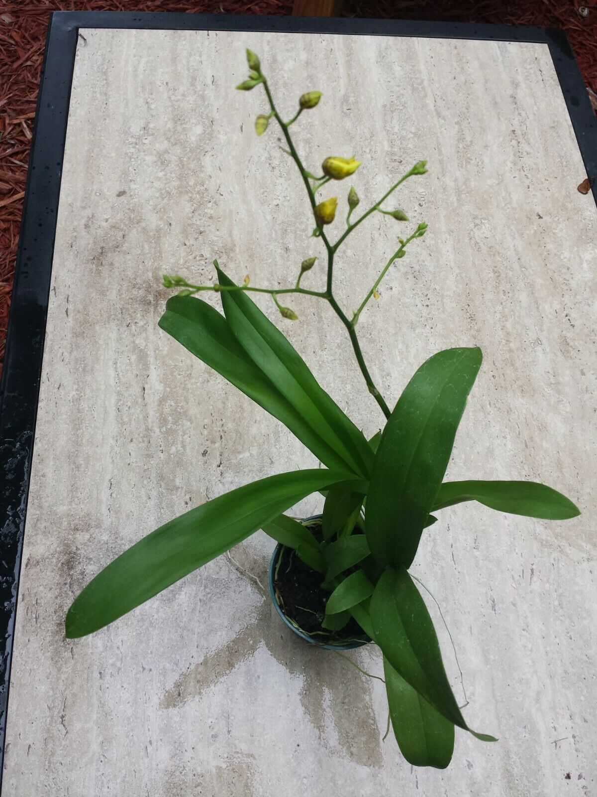 Oncidium Dancing Lady