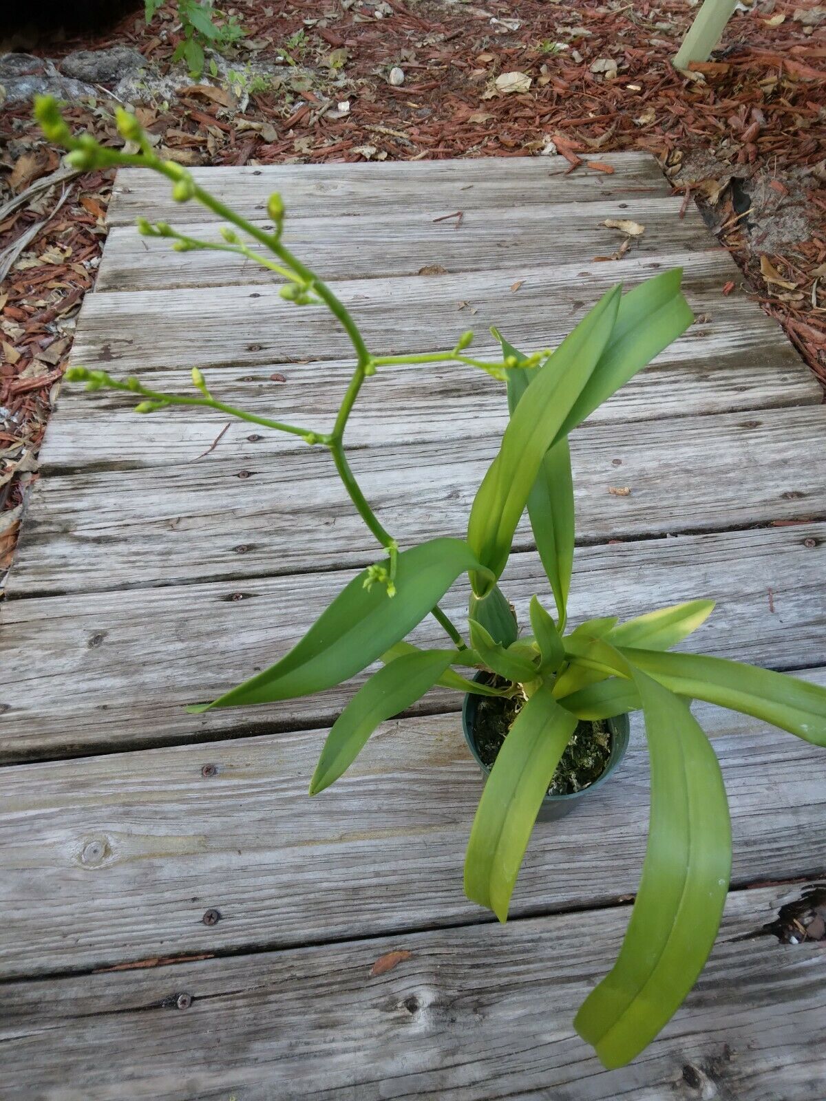 Oncidium Dancing Lady