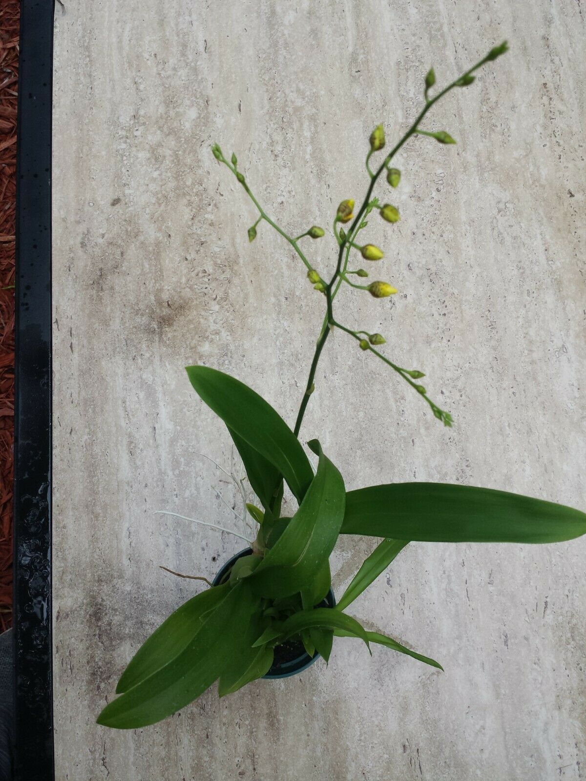 Oncidium Dancing Lady