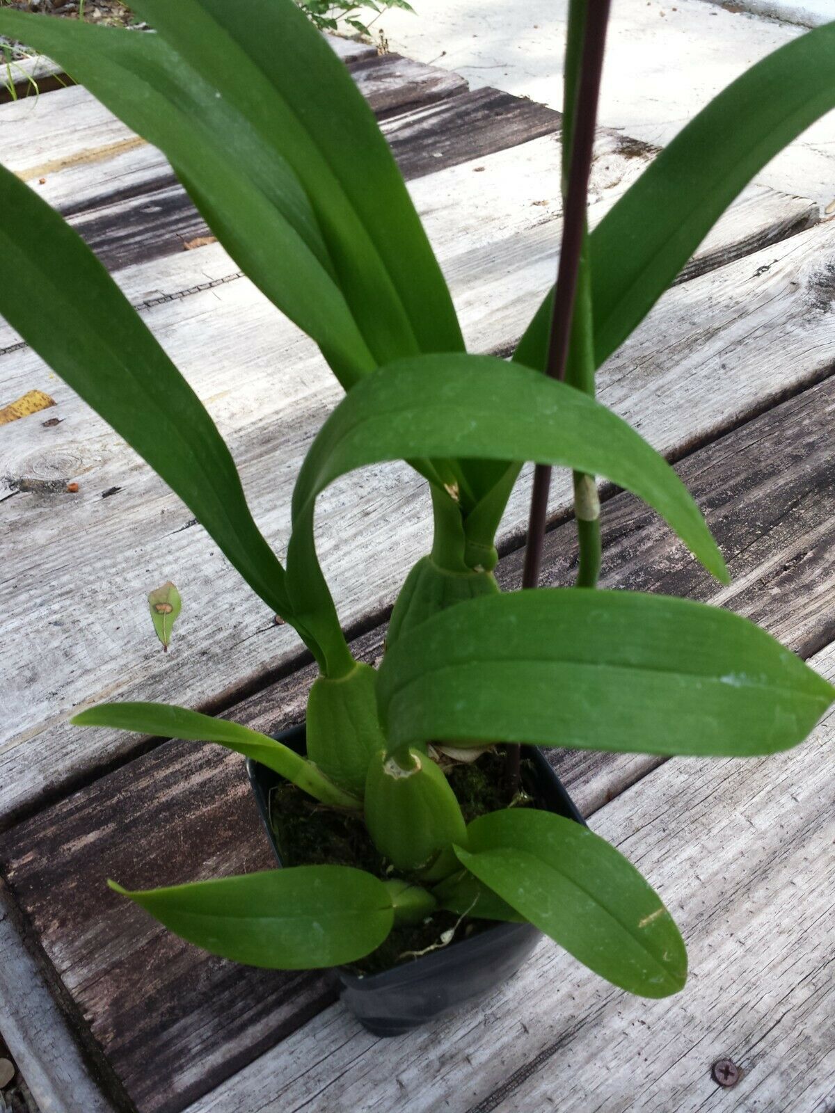 Oncidium Dancing Lady