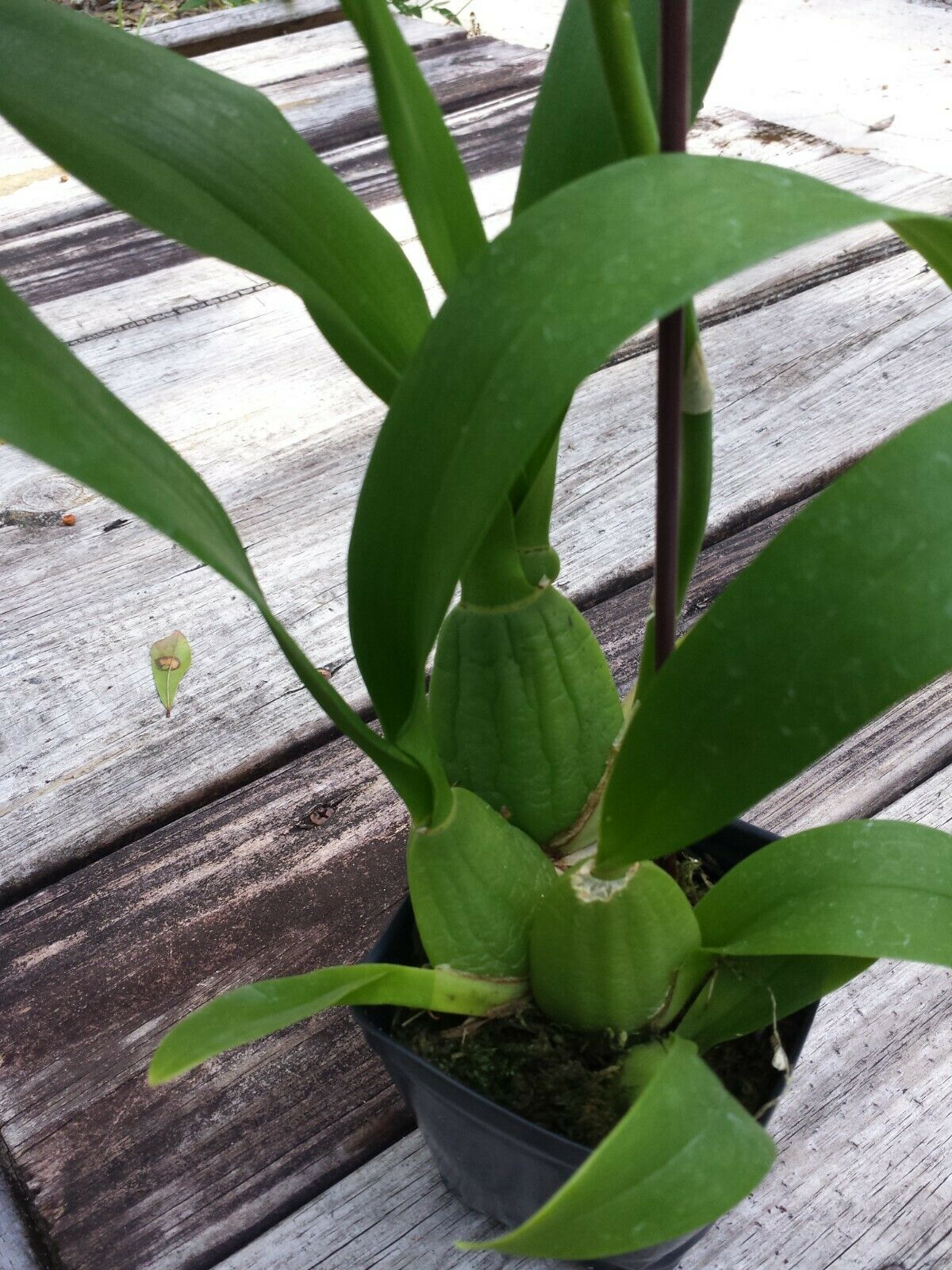 Oncidium Dancing Lady