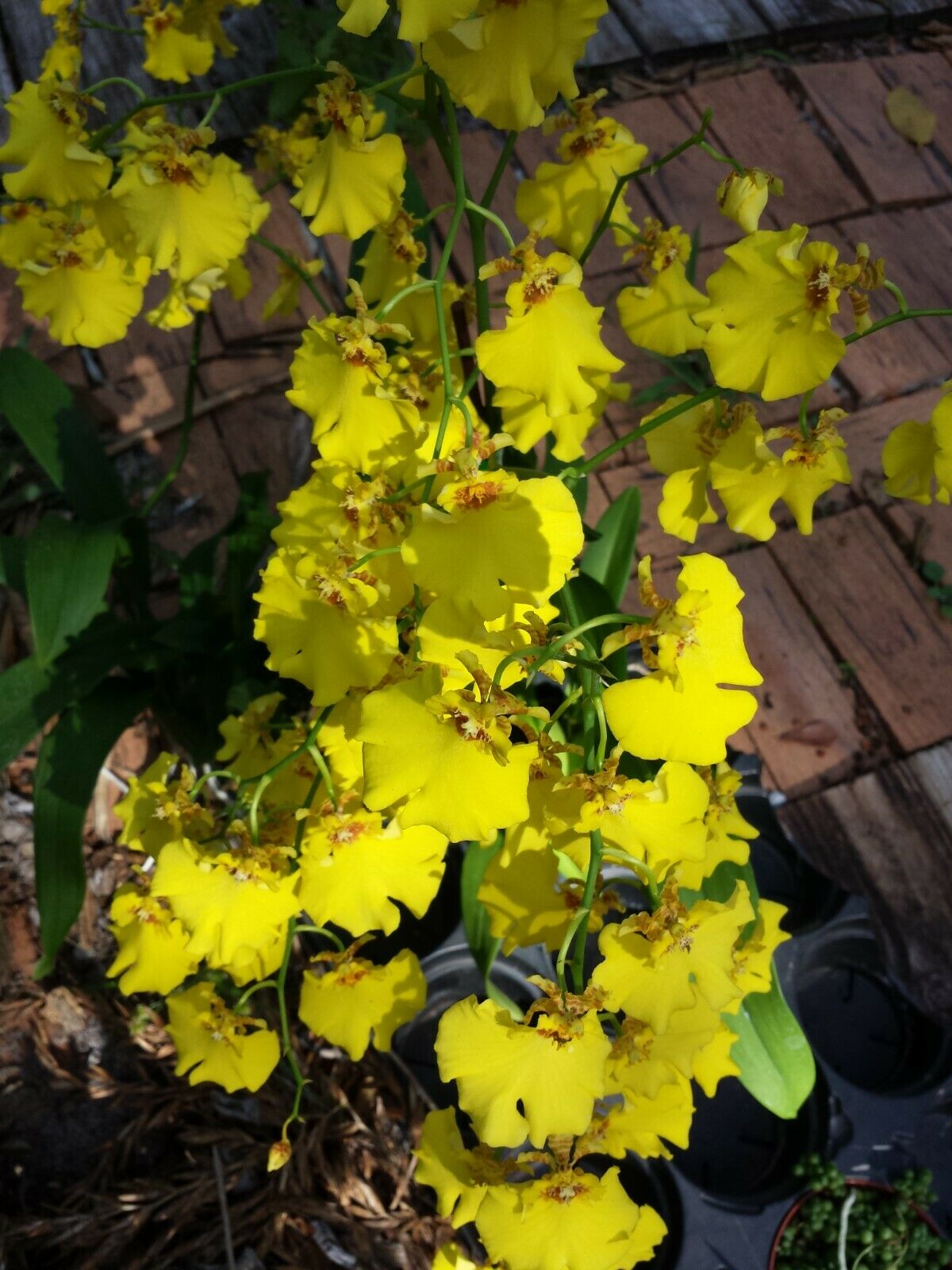 Orchid Oncidium Dancing Lady mounted on coconut