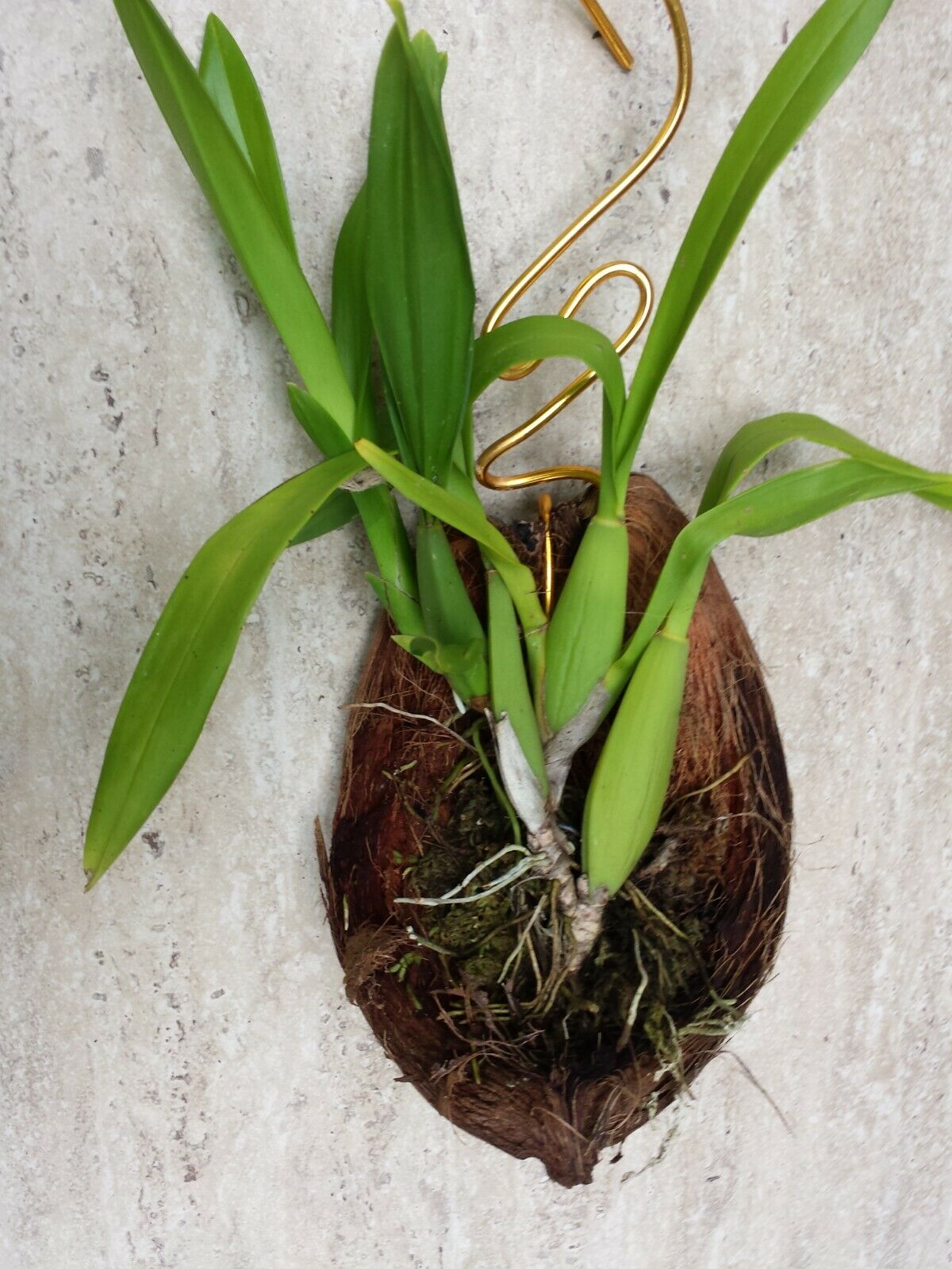 Orchid Oncidium Dancing Lady mounted on coconut