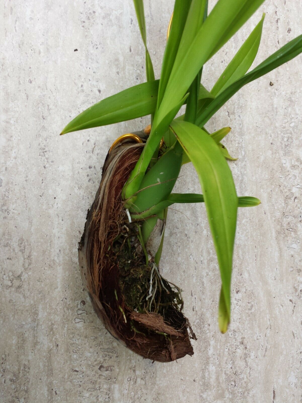 Orchid Oncidium Dancing Lady mounted on coconut