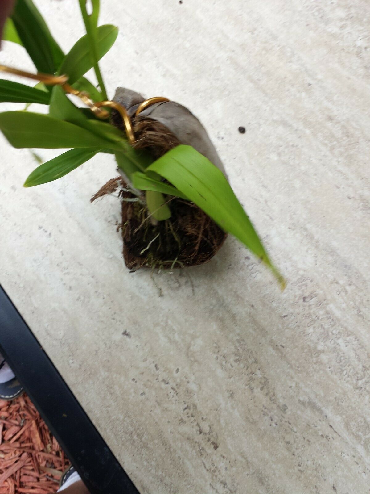 Orchid Oncidium Dancing Lady mounted on coconut