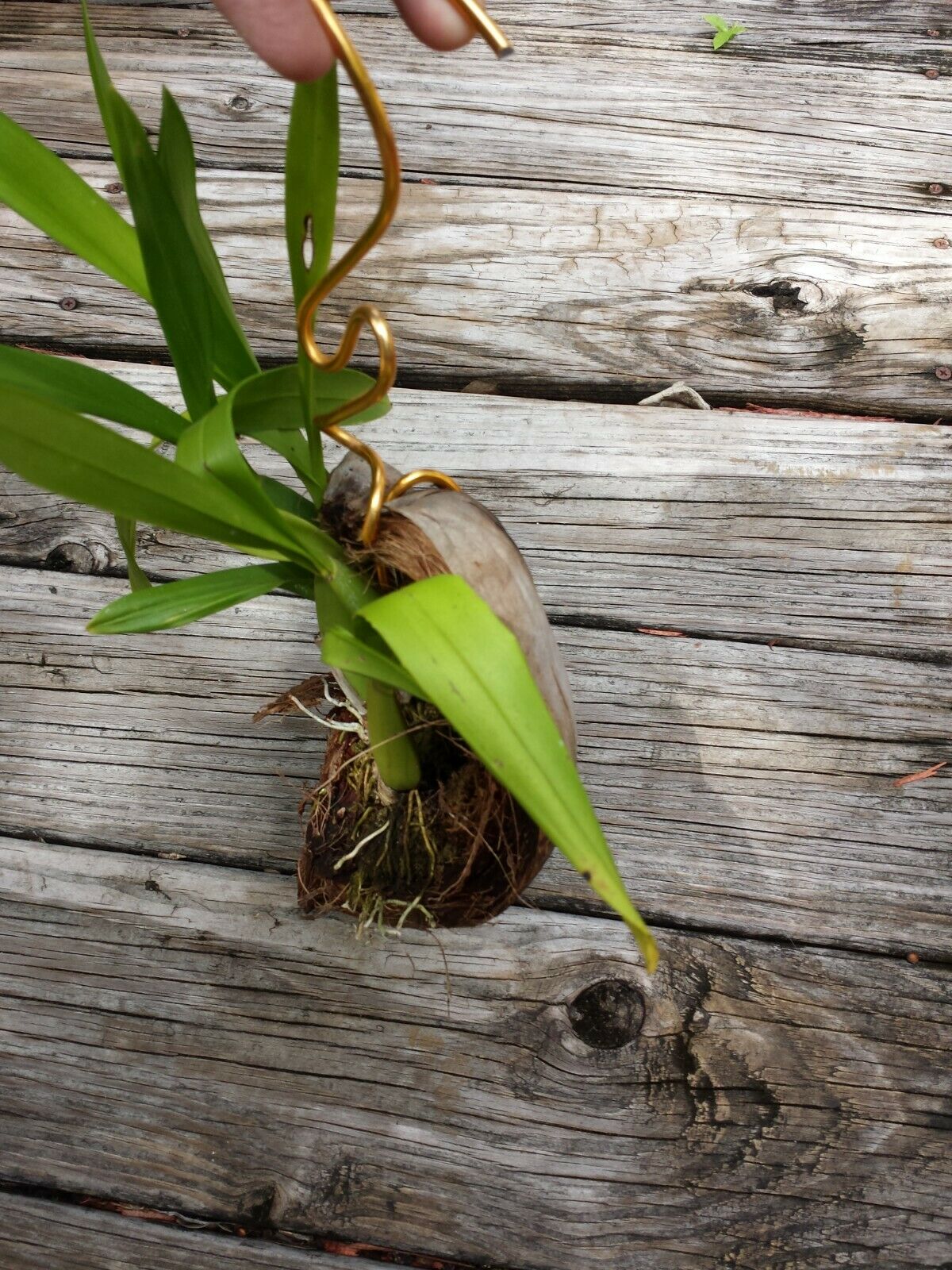 Orchid Oncidium Dancing Lady mounted on coconut