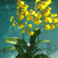 Orchid Oncidium Dancing Lady mounted on coconut
