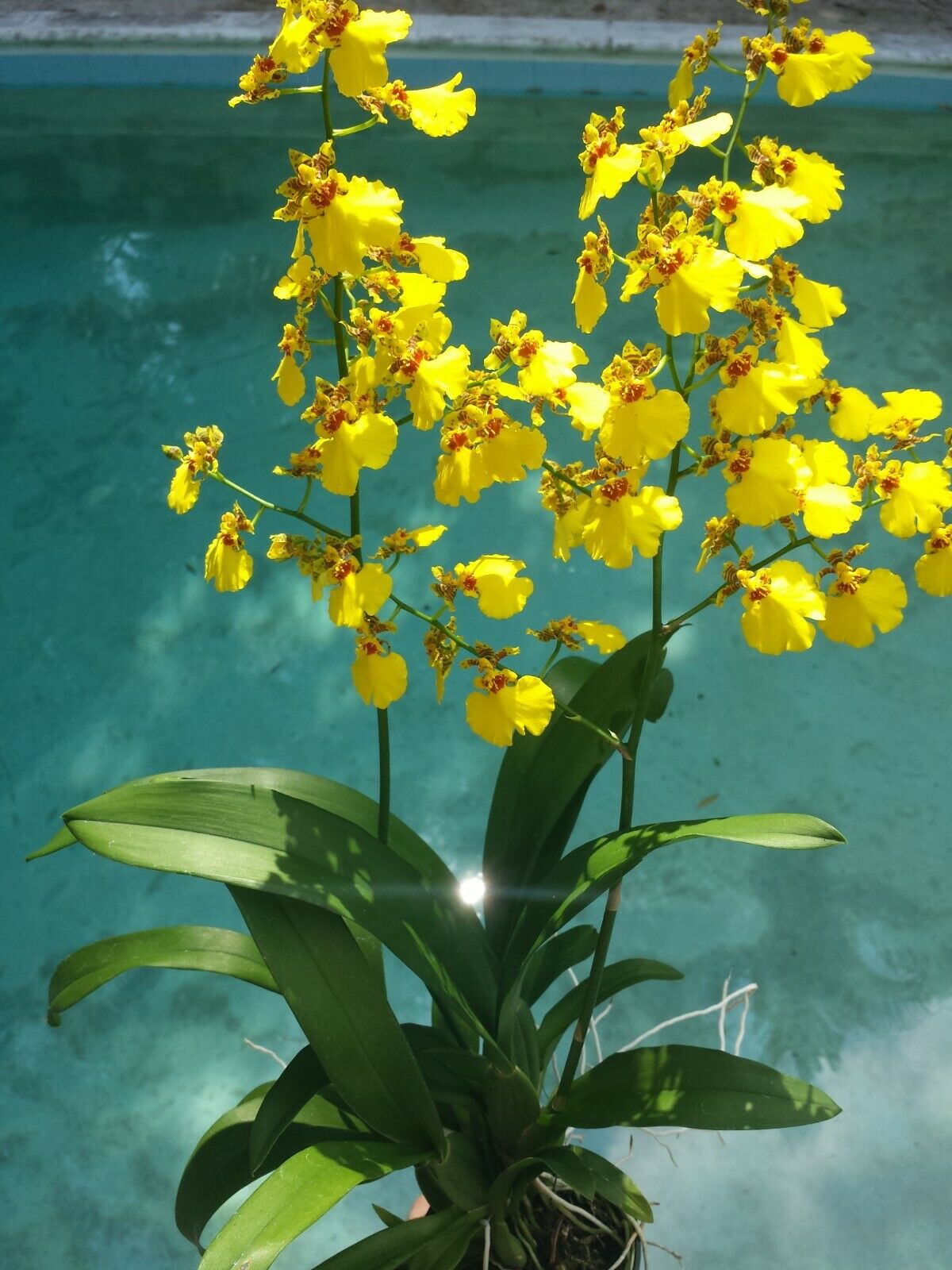 Orchid Oncidium Dancing Lady mounted on coconut