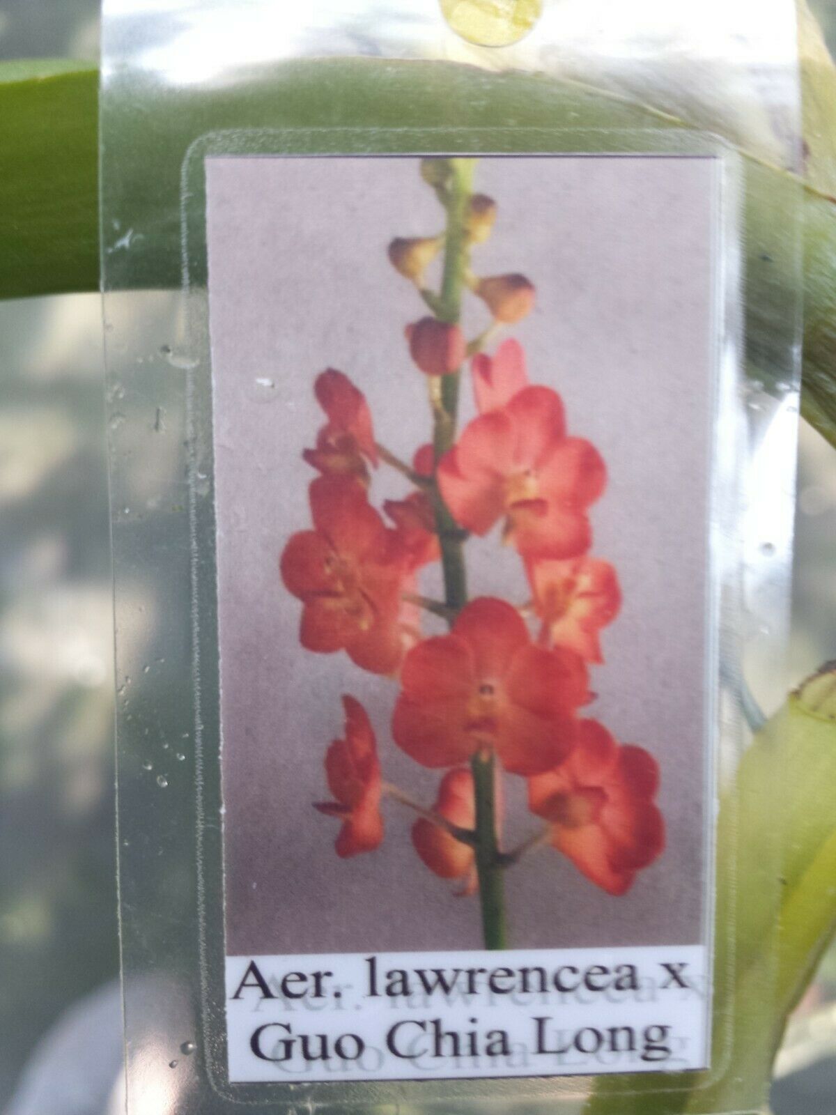 Vanda Aer. lawrencea x Guo Chia Long