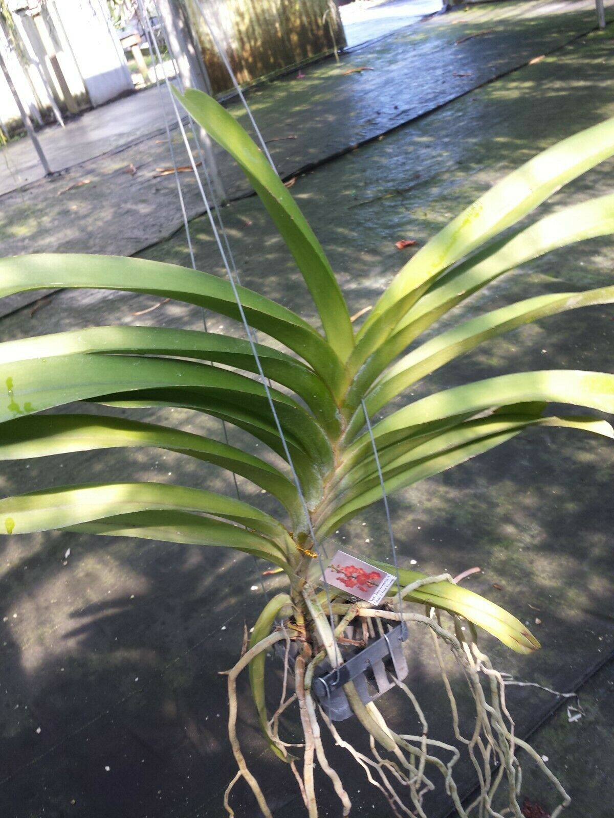 Vanda Aer. lawrencea x Guo Chia Long