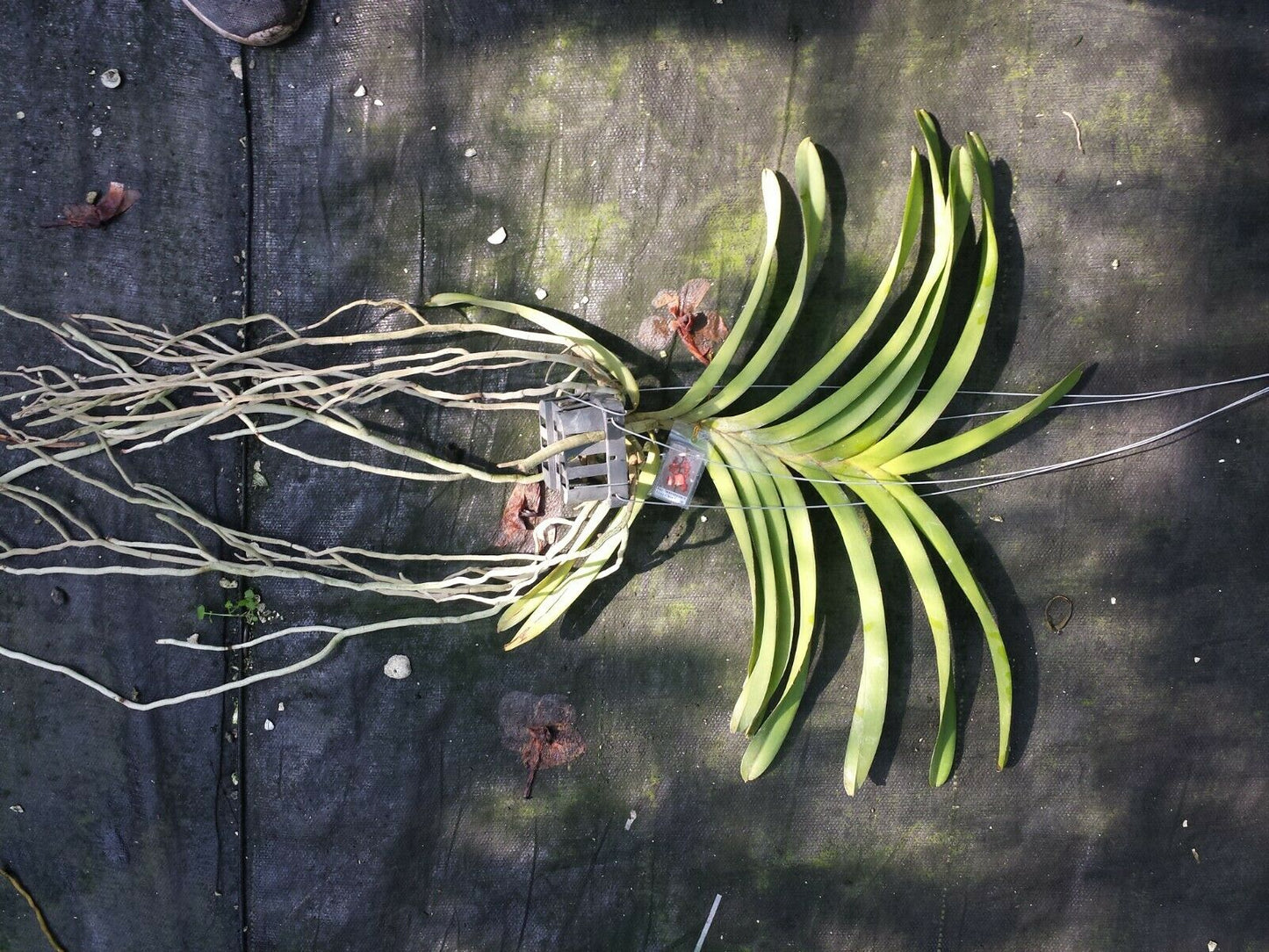 Vanda Aer. lawrencea x Guo Chia Long