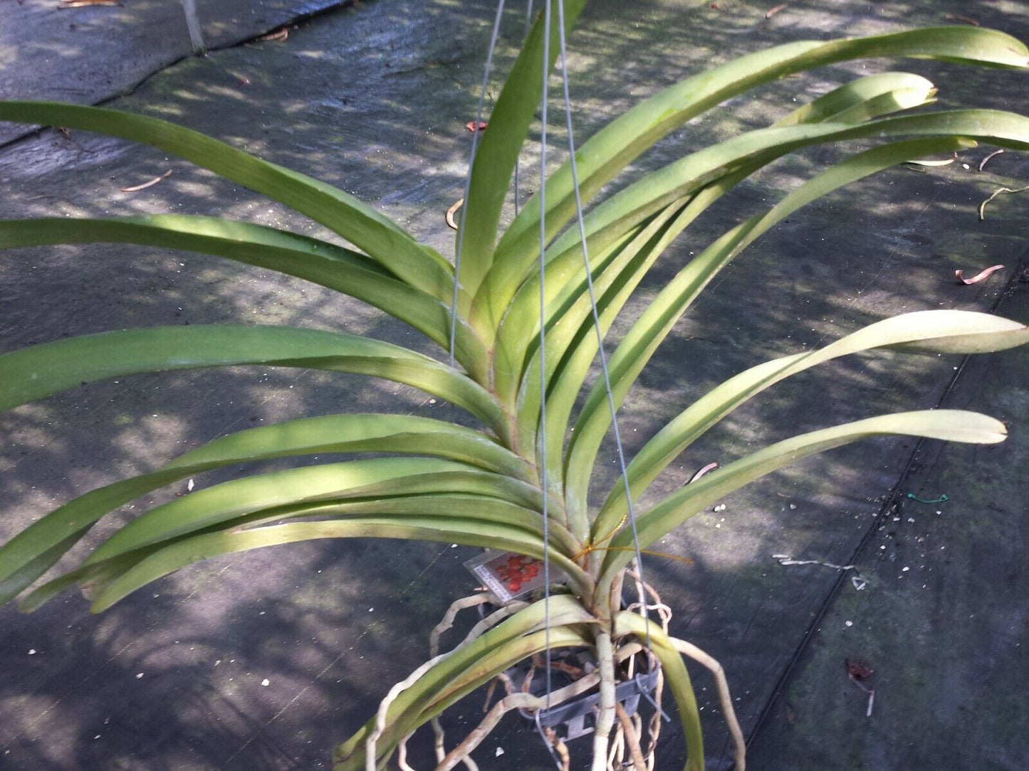 Vanda Aer. lawrencea x Guo Chia Long