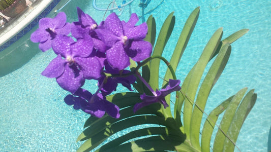 Orchid Vanda Pachara 3 Pack Special three different types
