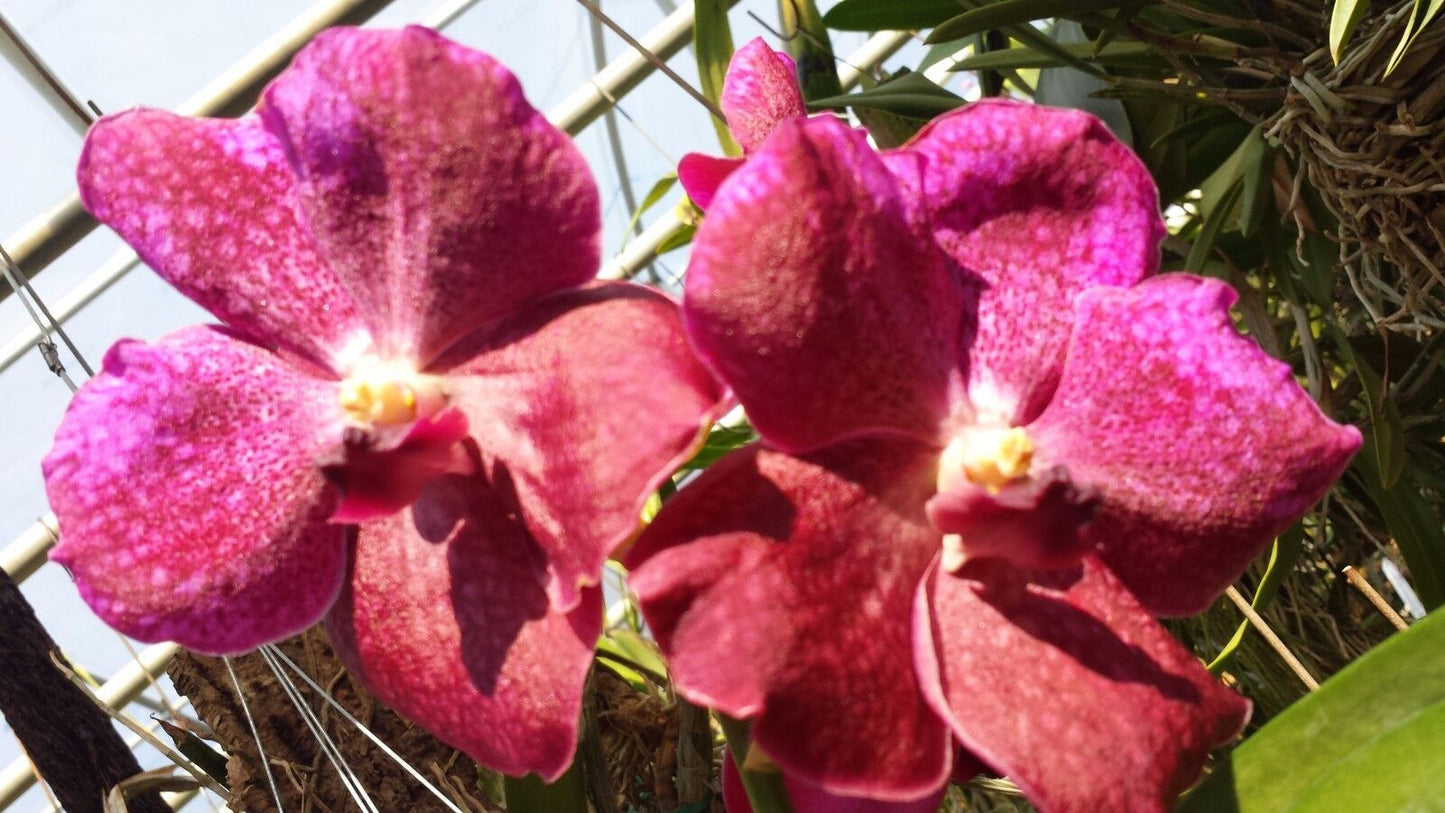 Orchid Vanda Pachara 3 Pack Special three different types