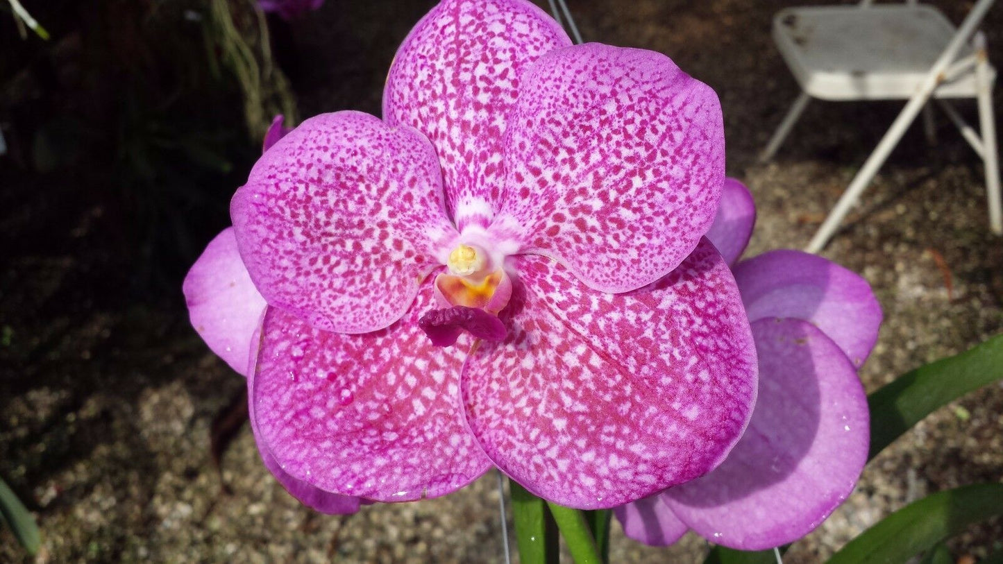 Orchid Vanda Pachara 3 Pack Special three different types