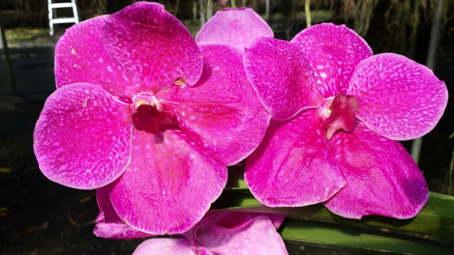 Orchid Vanda Pachara 3 Pack Special three different types