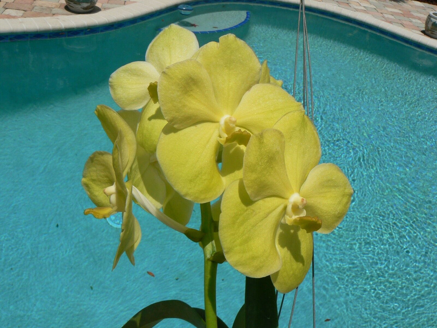 Orchid Vanda Pachara 3 Pack Special three different types
