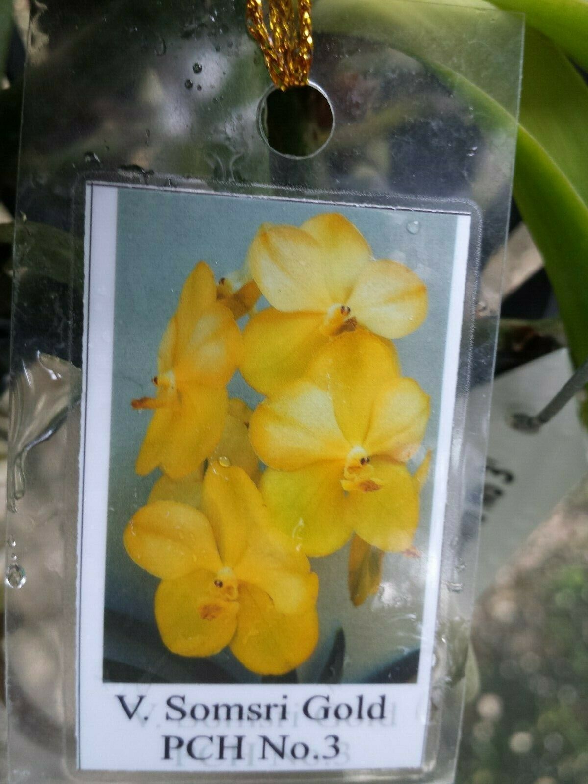 Orchid Vanda Pachara 3 Pack Special three different types