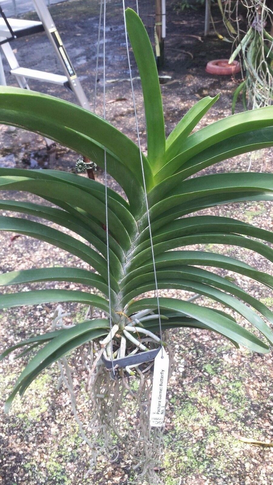 Orchid Vanda Pachara 3 Pack Special three different types