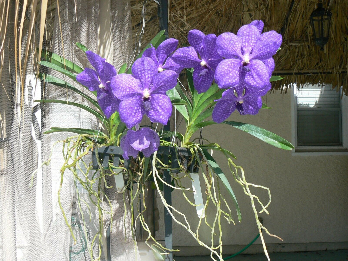 Orchid Vanda Pachara 3 Pack Special three different types