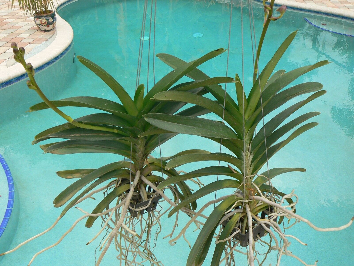 Orchid Vanda Pachara 3 Pack Special three different types