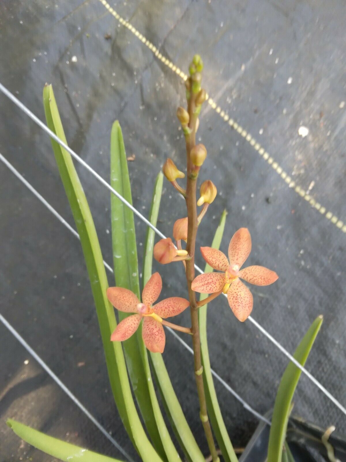Vanda Ren. monachica x curvifolium