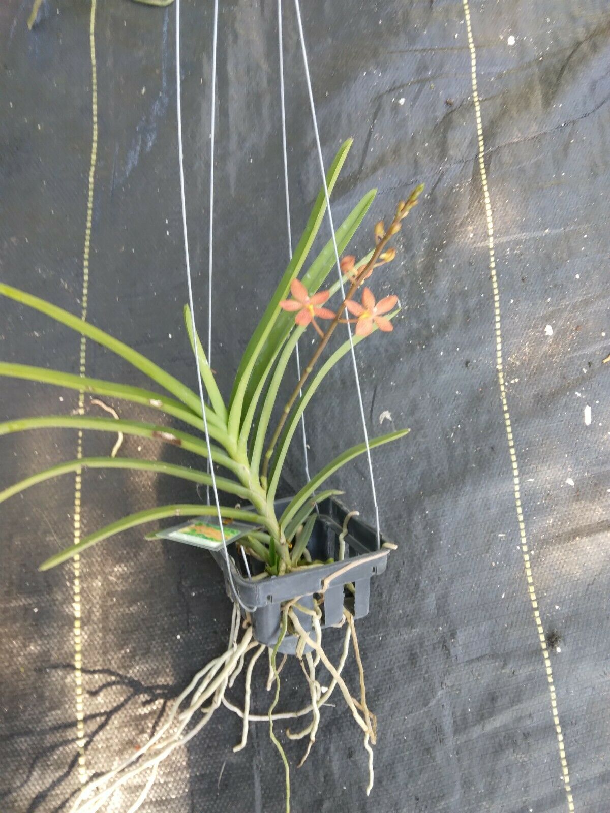 Vanda Ren. monachica x curvifolium