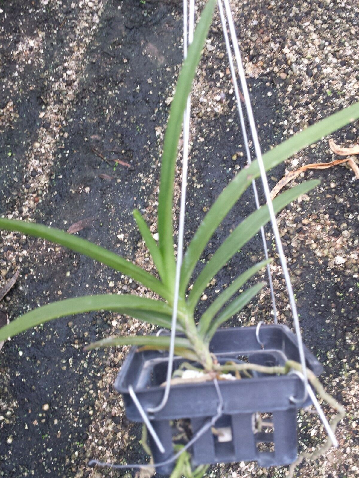 Vanda Ren. monachica x curvifolium
