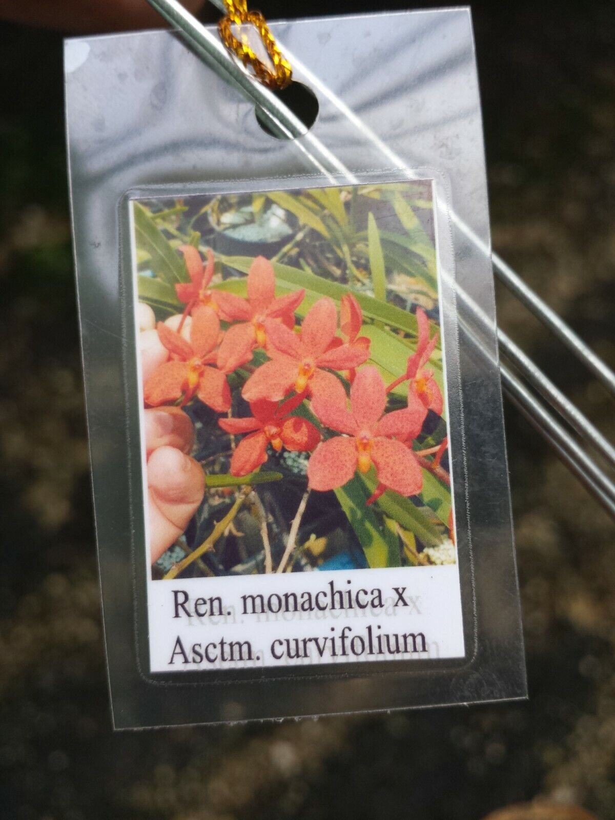 Vanda Ren. monachica x curvifolium