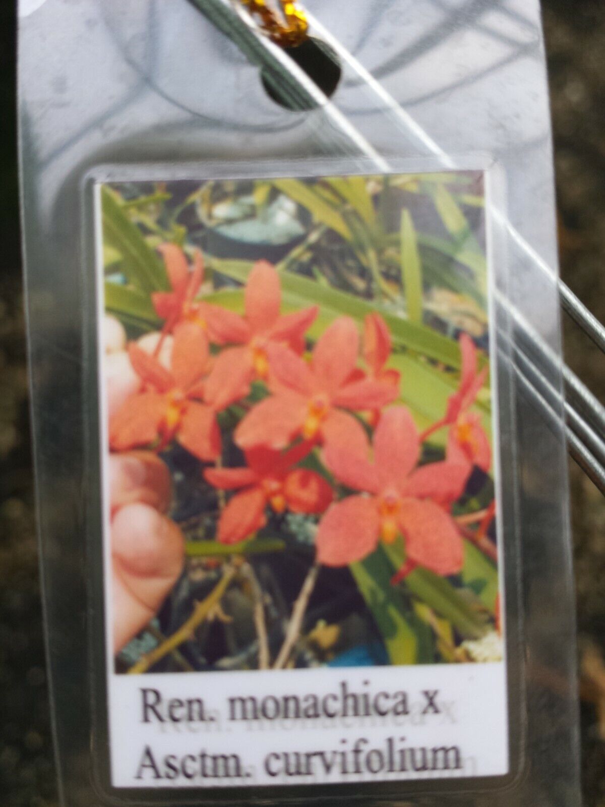 Vanda Ren. monachica x curvifolium
