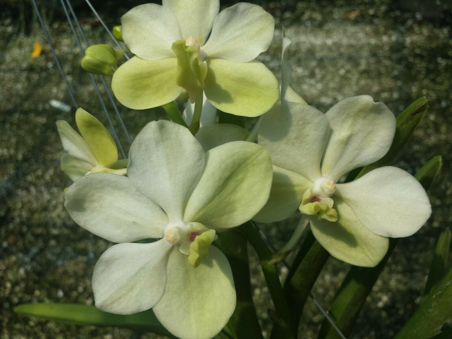 Vanda Royal Sapphire x coerulea 'White Angel'