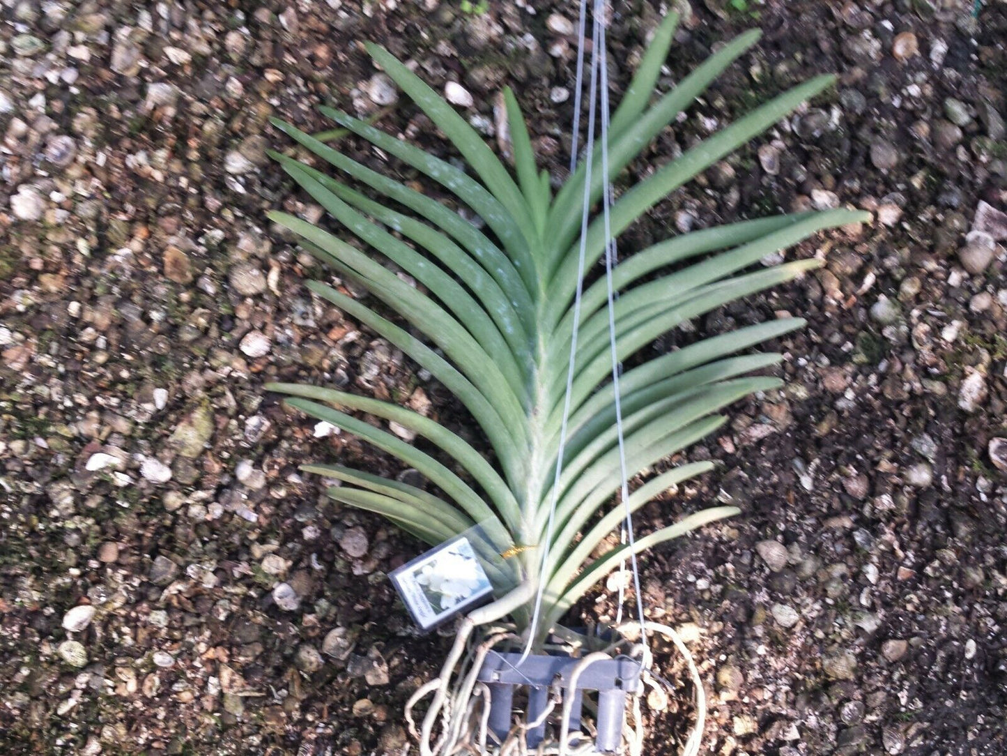 Vanda Royal Sapphire x coerulea 'White Angel'