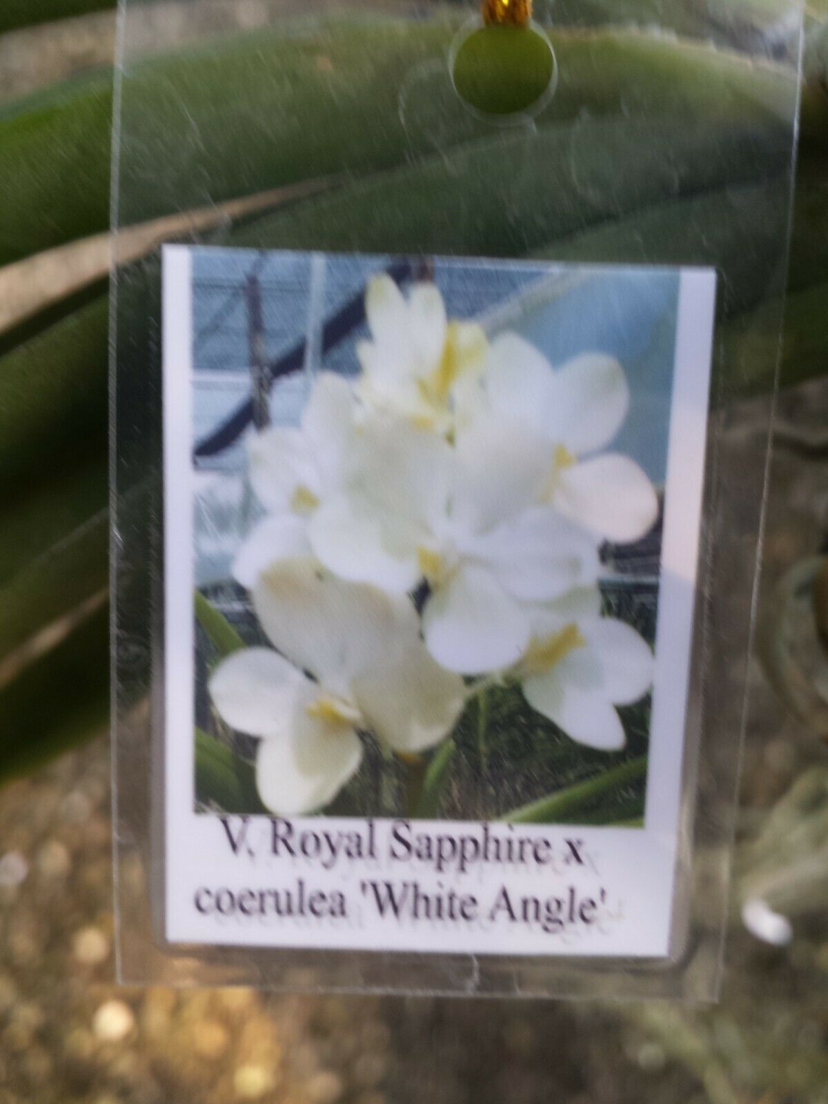 Vanda Royal Sapphire x coerulea 'White Angel'