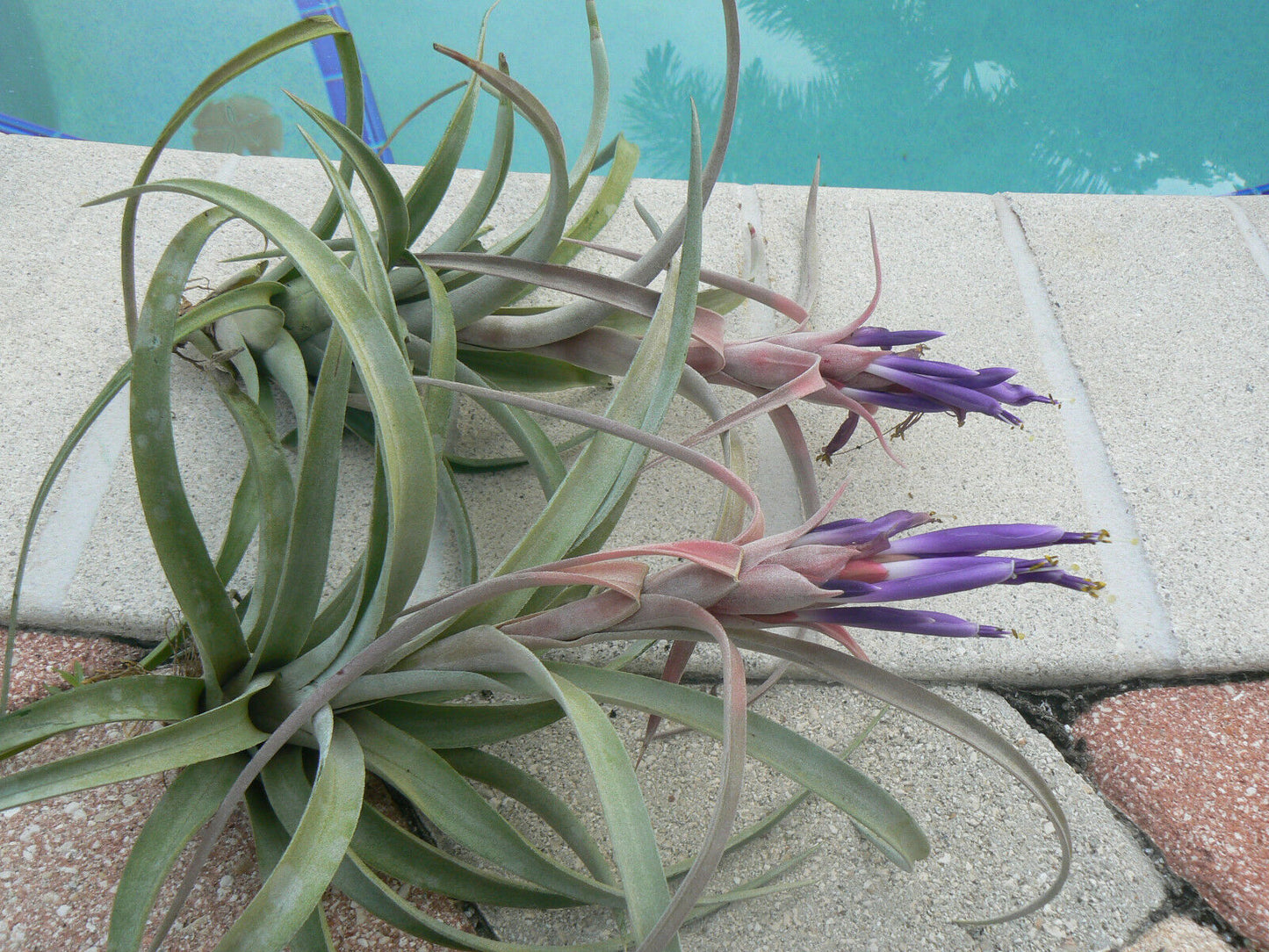 Bromeliad Tillandsia Pink Velvet large Air Plant