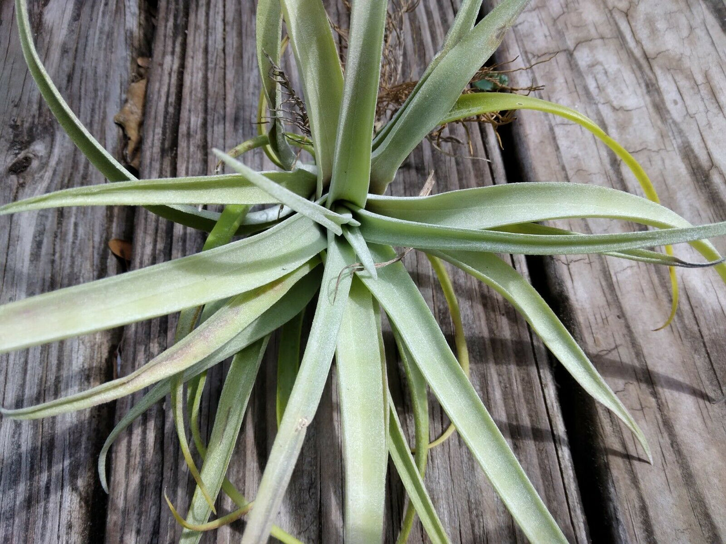 Bromeliad Tillandsia Pink Velvet large Air Plant