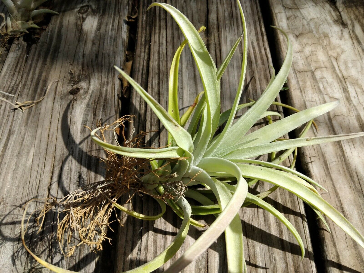 Bromeliad Tillandsia Pink Velvet large Air Plant