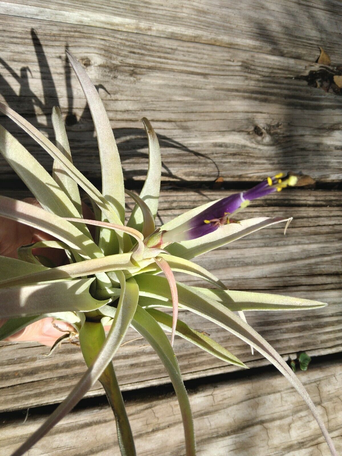 Bromeliad Tillandsia Pink Velvet large Air Plant