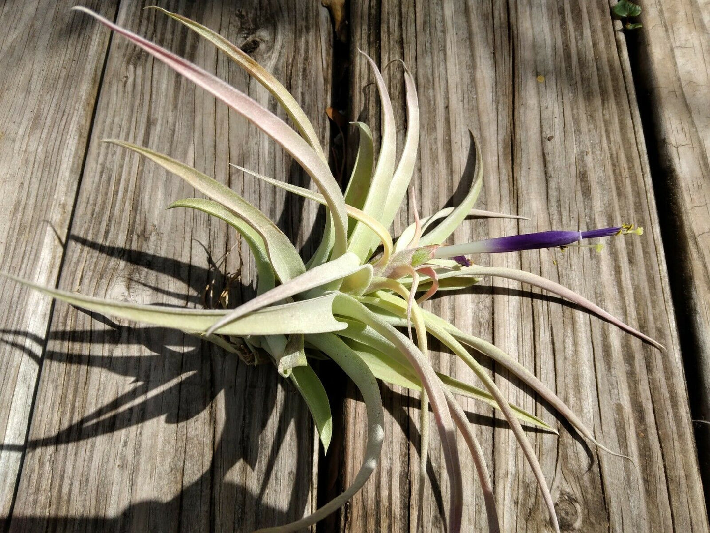 Bromeliad Tillandsia Pink Velvet medium
