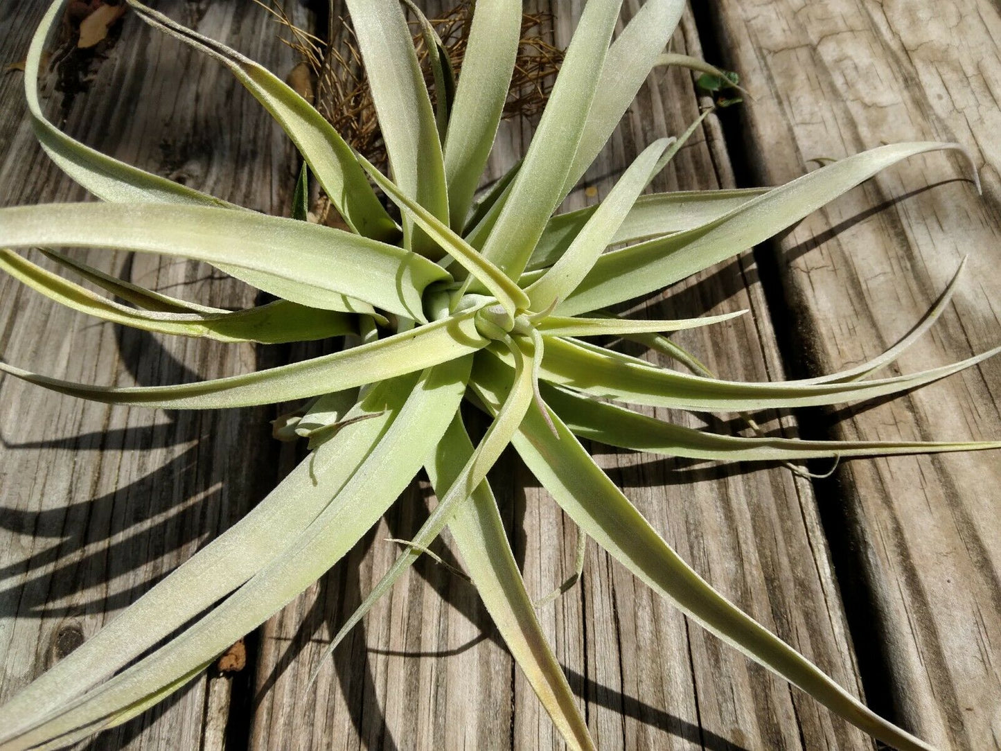 Bromeliad Tillandsia Pink Velvet medium